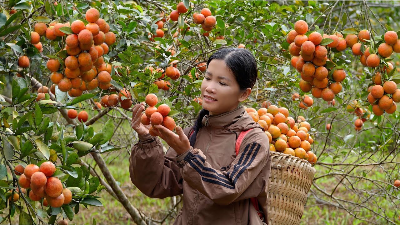 Хан собирает редкие лимоны для продажи на рынке и обрабатывает их традиционными методами