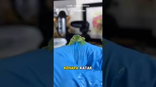 Katak transparan atau glass frog 🐸 #shorts #faktaunik
