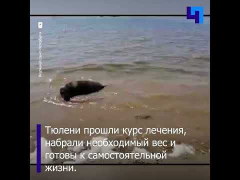 В Ленобласти выпустили в Балтийское море трех тюленей