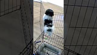 Clever Dog Outsmarts Her Own Cage