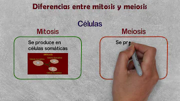 ¿Qué diferencia hay entre los organismos unicelulares y pluricelulares?