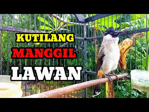 Suara burung kutilang gacor memanggil lawan Ampuh buat pancingan kutilang agar bunyi