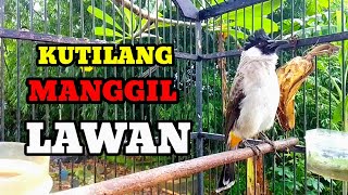 Suara burung kutilang gacor memanggil lawan pancingan kutilang agar bunyi