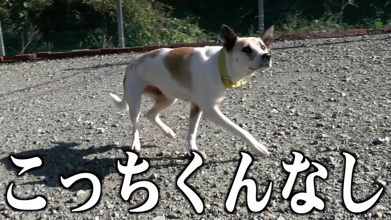 結局クロダとキキちゃんはどれだけ仲良くなったの？ドッグランでの様子