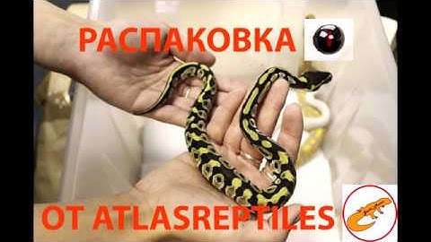 Распаковка королевских питонов\Python regius\Atlasreptiles