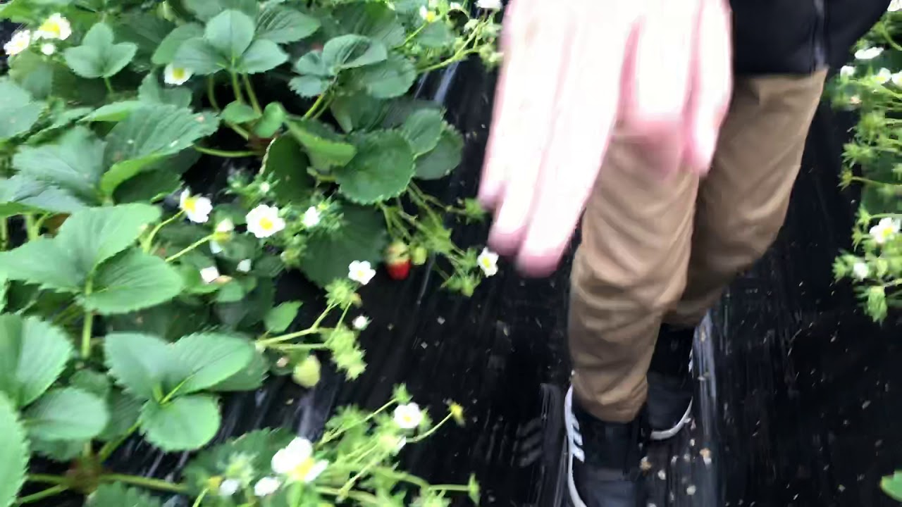 Strawberry Farm Near Nami Island, Seoul, Korea YouTube