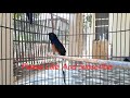 Murai Batu Prestasi Bunyi Santai Di Pagi Sore Hari Cocok Untuk Pancingan Murai Bahan Mp3 - Mp4 Download