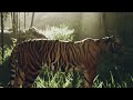 Man eaters episode 5: Jim Corbett's double striped kills (Chowgarh Tigers)