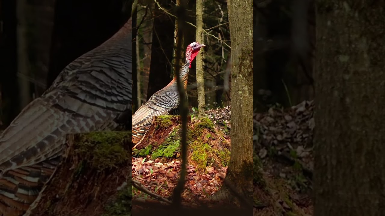 Turkeys Walk Into Ambush!