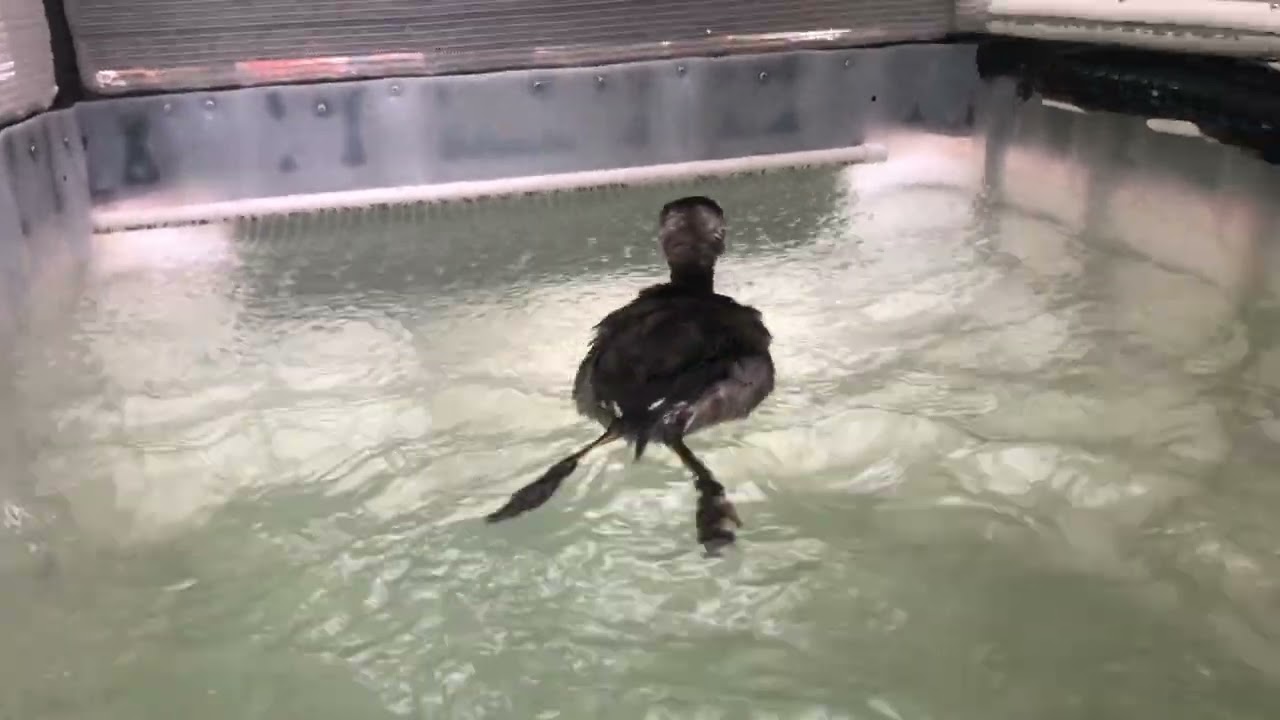 Eared Grebe Swimming!