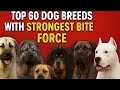 Top 60 Dog Breeds With The Strongest Bite Force PSI The Ultimate Canine Power Ranking