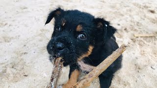 Heartbreaking | The poor puppy was playing alone because his three siblings had been adopted. by StreetDogsCH 1,851 views 11 days ago 5 minutes, 35 seconds
