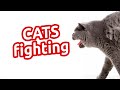 Really cat fighting  cat fighting
