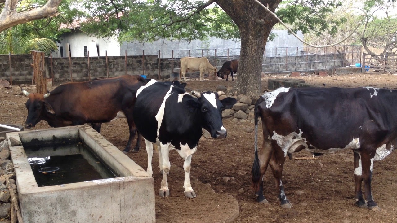 Viendo al Ganado, El Salvador en el Campo YouTube