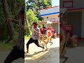 Dog Performs Amazing Flip🐶🤸♂️ #DogFlip #DogTrick #AgilityDog #FunnyDogs #DogLovers #pets