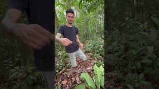 Frutos da Amazônia ✅🎣