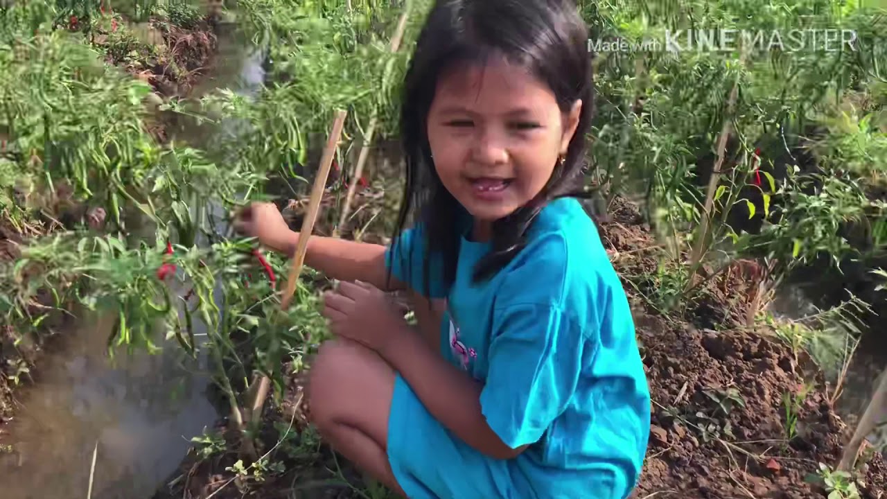 Panen Lomboke🌶🌶 mas Sugeng Azka