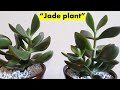 Propagated Jade Plant repottng in a coffee cup. Great gift idea!