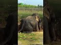 Saving a Majestic Creature Trapped in a Water Hole#rescue #elephant
