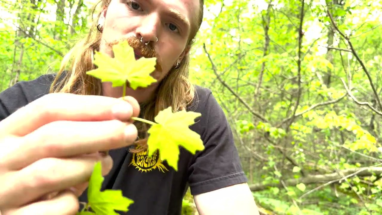 Ohio Tree ID (Sugar Maple, American Beech, Sycamore)