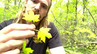 Ohio Tree ID (Sugar Maple, American Beech, Sycamore)
