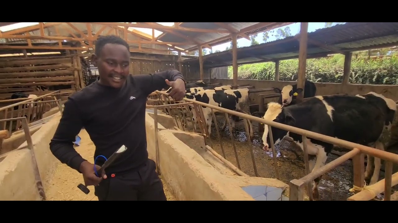 PRID Protocol Explained: How Farmers Get One Calf Every Year