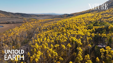 This Is Not a Forest