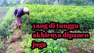 AKHIRNYA DIPANEN JUGA-budidaya katuk tanaman yang banyak manfaat nya