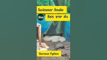 Swimmer Snake - Burmese Python. । ਤੈਰਨ ਵਾਲਾ ਸੱਪ । #snake #shorts . Wildlife Reports - EP. - 08.