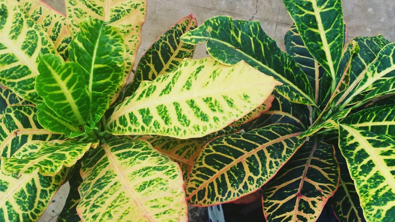 Now your Crotons will Not die by following these tips YouTube