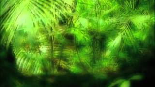 Video voorbeeld van "Deep Forest   Forest Hymn"