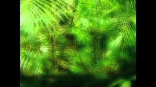 Deep Forest   Forest Hymn