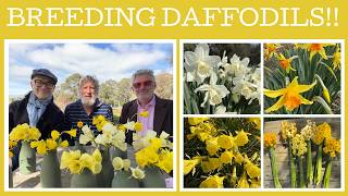 Breeding daffodils with specialist grower Will Ashburner of Hancock's Daffodil Farm!