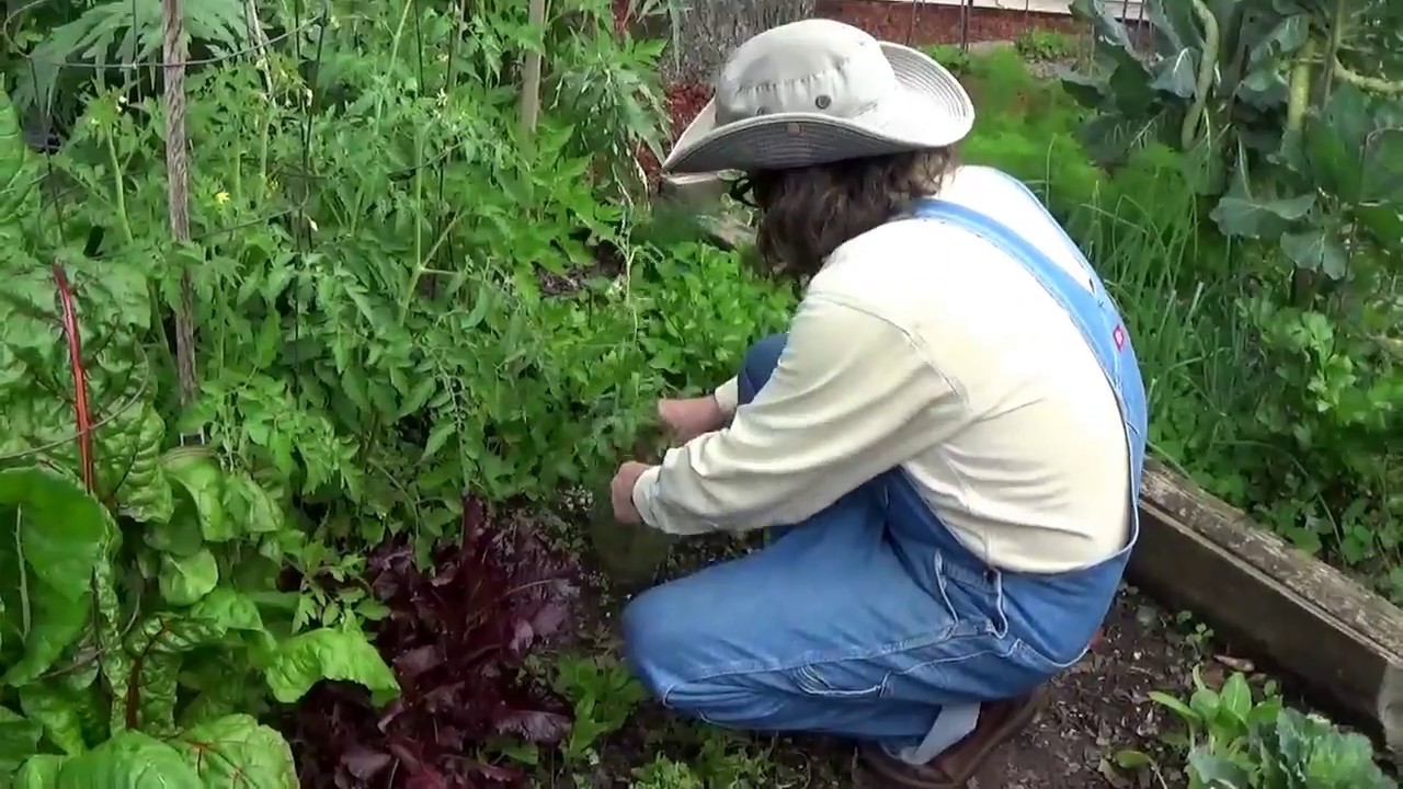 Our Texas Organic Garden Spring 2018 - YouTube
