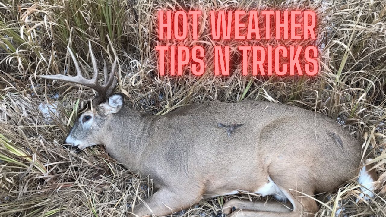 MN Deer Opener Hot Weather Tips n Tricks YouTube