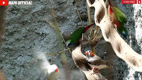 Recap Aviary Minimalis Ukuran 3m x 3m x 3m || Macam -Macan Burung Ada di sini ..!!!