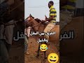 البغل كيبقى بغل ولو تخاويه مع الخيل 
