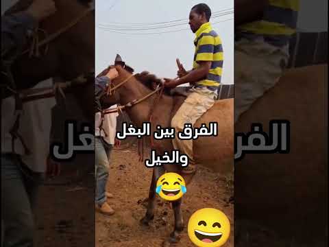 البغل كيبقى بغل ولو تخاويه مع الخيل
