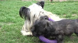 Skye Terrier puppies - born 2022/01/ I by Bohemia Coko 60 views 2 years ago 57 seconds