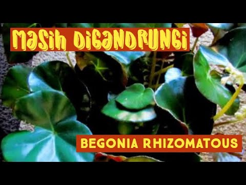 Video: Perawatan Begonia Rhizomatous: Pelajari Cara Menanam Begonia Rhizomatous