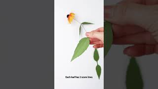 How to Shape Coneflower Leaf | free SVG