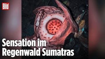 Seit Jahren verschollen: „Leichenblume“ rührt Forscher zu Tränen