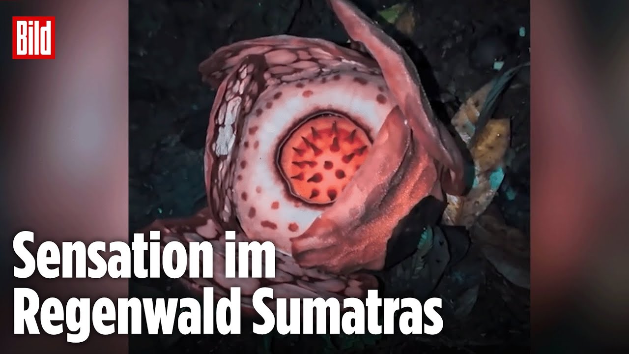 Seit Jahren verschollen: „Leichenblume“ rührt Forscher zu Tränen