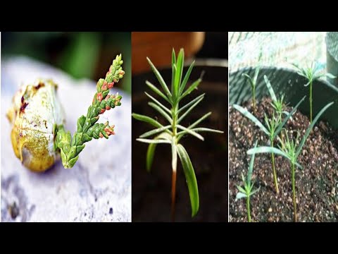 How To Grow Thuja Tree From Seed| Morpankhi Plant | Beauty with Gardening