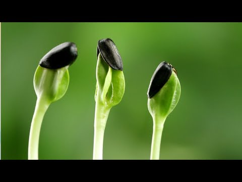 Польза ПРОРОЩЕННЫХ СЕМЯН ПОДСОЛНЕЧНИКА и как правильно их прорастить!