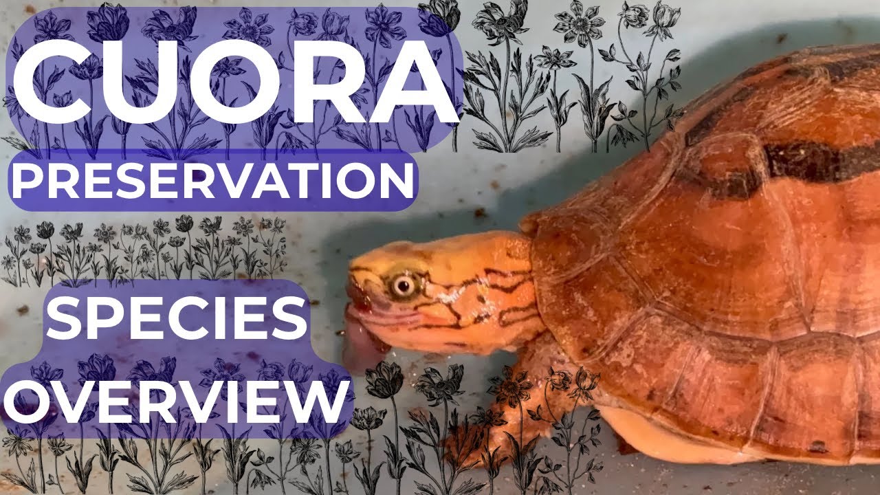 Cuora Preservation (Box Turtle Tour)