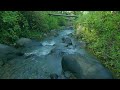 ASMR Misty River Morning • Gentle Flowing Water for Relaxation &amp; Stress Relief