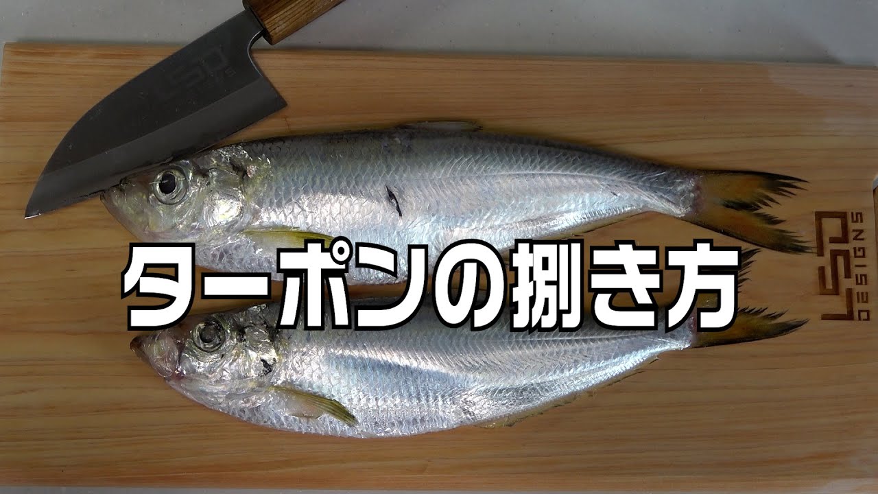 臭いと言われる魚を刺身で食べると絶品すぎる ヒラ 有明ターポン オカヤマ の捌き方 Youtube