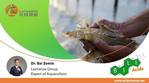 Reduce the cost of shrimp farming || The value of bile acids for shrimp || Solution to decrease cost
