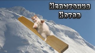 Испытания котов: 5 серия